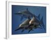 A Group of Ichthyosaurus Aquatic Reptiles from the Early Jurassic of England-Stocktrek Images-Framed Art Print