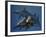 A Group of Ichthyosaurus Aquatic Reptiles from the Early Jurassic of England-Stocktrek Images-Framed Art Print