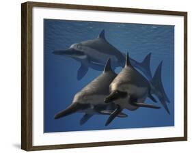 A Group of Ichthyosaurus Aquatic Reptiles from the Early Jurassic of England-Stocktrek Images-Framed Art Print