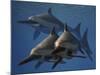 A Group of Ichthyosaurus Aquatic Reptiles from the Early Jurassic of England-Stocktrek Images-Mounted Art Print