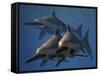 A Group of Ichthyosaurus Aquatic Reptiles from the Early Jurassic of England-Stocktrek Images-Framed Stretched Canvas