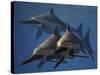 A Group of Ichthyosaurus Aquatic Reptiles from the Early Jurassic of England-Stocktrek Images-Stretched Canvas