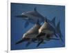 A Group of Ichthyosaurus Aquatic Reptiles from the Early Jurassic of England-Stocktrek Images-Framed Art Print