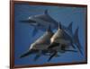 A Group of Ichthyosaurus Aquatic Reptiles from the Early Jurassic of England-Stocktrek Images-Framed Art Print