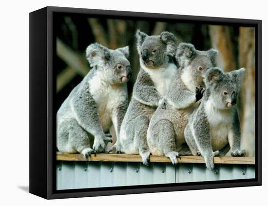 A Group of Koalas Gather Atop a Fence-null-Framed Stretched Canvas