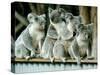 A Group of Koalas Gather Atop a Fence-null-Stretched Canvas