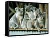 A Group of Koalas Gather Atop a Fence-null-Framed Stretched Canvas