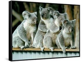 A Group of Koalas Gather Atop a Fence-null-Framed Stretched Canvas