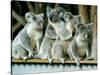 A Group of Koalas Gather Atop a Fence-null-Stretched Canvas
