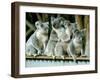 A Group of Koalas Gather Atop a Fence-null-Framed Premium Photographic Print