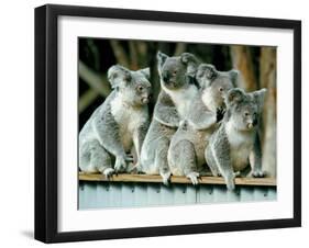 A Group of Koalas Gather Atop a Fence-null-Framed Premium Photographic Print