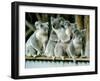 A Group of Koalas Gather Atop a Fence-null-Framed Premium Photographic Print