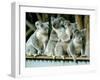 A Group of Koalas Gather Atop a Fence-null-Framed Premium Photographic Print