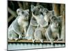 A Group of Koalas Gather Atop a Fence-null-Mounted Premium Photographic Print