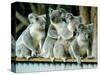 A Group of Koalas Gather Atop a Fence-null-Stretched Canvas