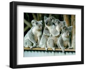 A Group of Koalas Gather Atop a Fence-null-Framed Photographic Print