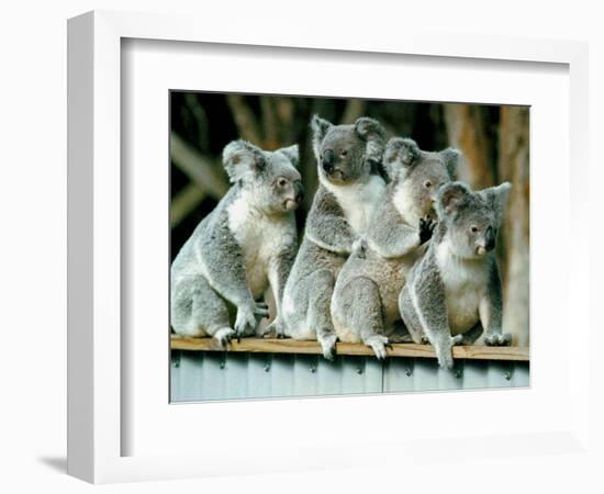 A Group of Koalas Gather Atop a Fence-null-Framed Photographic Print