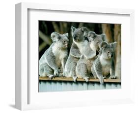 A Group of Koalas Gather Atop a Fence-null-Framed Photographic Print