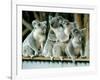 A Group of Koalas Gather Atop a Fence-null-Framed Photographic Print