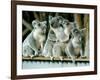 A Group of Koalas Gather Atop a Fence-null-Framed Photographic Print