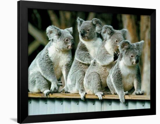 A Group of Koalas Gather Atop a Fence-null-Framed Photographic Print