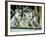 A Group of Koalas Gather Atop a Fence-null-Framed Photographic Print