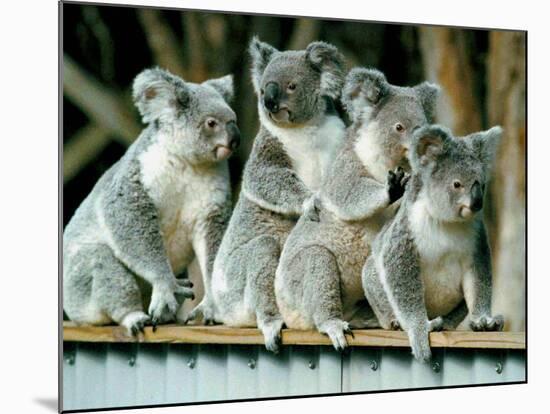 A Group of Koalas Gather Atop a Fence-null-Mounted Photographic Print