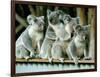 A Group of Koalas Gather Atop a Fence-null-Framed Photographic Print