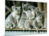 A Group of Koalas Gather Atop a Fence-null-Mounted Photographic Print