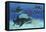 A Group of Large Ichthyosaurus Marine Reptiles Swimming in Prehistoric Waters-null-Framed Stretched Canvas