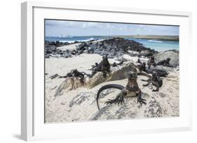 A Group of Marine Iguanas Pose on the Rocks, Galapagos Islands, Ecuador-Karine Aigner-Framed Photographic Print