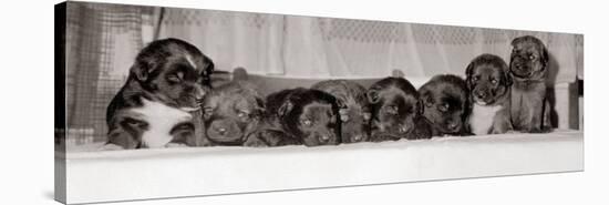 A Group of of Eight 18 Month Old Black Labrador Puppies, December 1968-null-Stretched Canvas