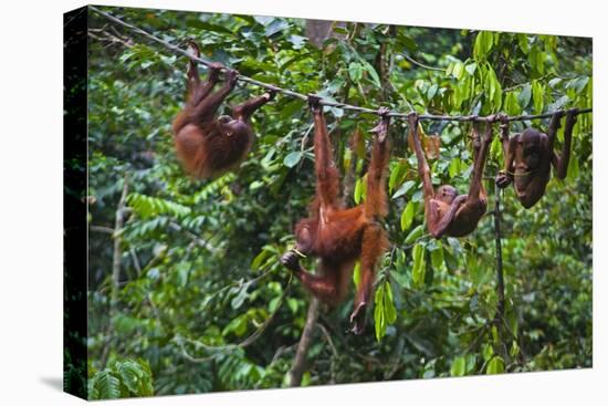 A Group of Orangutans (Pongo Pygmaeus) at the Sepilok Orangutan Rehabilitation Center-Craig Lovell-Stretched Canvas