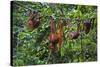 A Group of Orangutans (Pongo Pygmaeus) at the Sepilok Orangutan Rehabilitation Center-Craig Lovell-Stretched Canvas