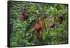 A Group of Orangutans (Pongo Pygmaeus) at the Sepilok Orangutan Rehabilitation Center-Craig Lovell-Framed Stretched Canvas