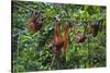 A Group of Orangutans (Pongo Pygmaeus) at the Sepilok Orangutan Rehabilitation Center-Craig Lovell-Stretched Canvas