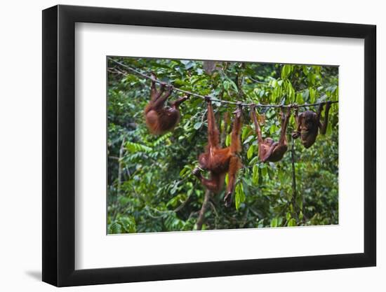 A Group of Orangutans (Pongo Pygmaeus) at the Sepilok Orangutan Rehabilitation Center-Craig Lovell-Framed Photographic Print