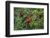 A Group of Orangutans (Pongo Pygmaeus) at the Sepilok Orangutan Rehabilitation Center-Craig Lovell-Framed Photographic Print