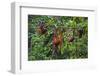 A Group of Orangutans (Pongo Pygmaeus) at the Sepilok Orangutan Rehabilitation Center-Craig Lovell-Framed Photographic Print