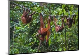 A Group of Orangutans (Pongo Pygmaeus) at the Sepilok Orangutan Rehabilitation Center-Craig Lovell-Mounted Photographic Print