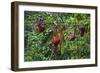 A Group of Orangutans (Pongo Pygmaeus) at the Sepilok Orangutan Rehabilitation Center-Craig Lovell-Framed Photographic Print