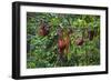 A Group of Orangutans (Pongo Pygmaeus) at the Sepilok Orangutan Rehabilitation Center-Craig Lovell-Framed Photographic Print