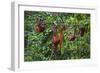 A Group of Orangutans (Pongo Pygmaeus) at the Sepilok Orangutan Rehabilitation Center-Craig Lovell-Framed Photographic Print