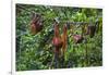 A Group of Orangutans (Pongo Pygmaeus) at the Sepilok Orangutan Rehabilitation Center-Craig Lovell-Framed Photographic Print