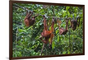 A Group of Orangutans (Pongo Pygmaeus) at the Sepilok Orangutan Rehabilitation Center-Craig Lovell-Framed Photographic Print