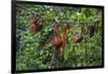 A Group of Orangutans (Pongo Pygmaeus) at the Sepilok Orangutan Rehabilitation Center-Craig Lovell-Framed Photographic Print