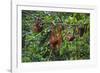A Group of Orangutans (Pongo Pygmaeus) at the Sepilok Orangutan Rehabilitation Center-Craig Lovell-Framed Photographic Print