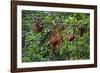 A Group of Orangutans (Pongo Pygmaeus) at the Sepilok Orangutan Rehabilitation Center-Craig Lovell-Framed Photographic Print