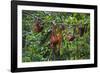 A Group of Orangutans (Pongo Pygmaeus) at the Sepilok Orangutan Rehabilitation Center-Craig Lovell-Framed Photographic Print