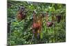 A Group of Orangutans (Pongo Pygmaeus) at the Sepilok Orangutan Rehabilitation Center-Craig Lovell-Mounted Photographic Print